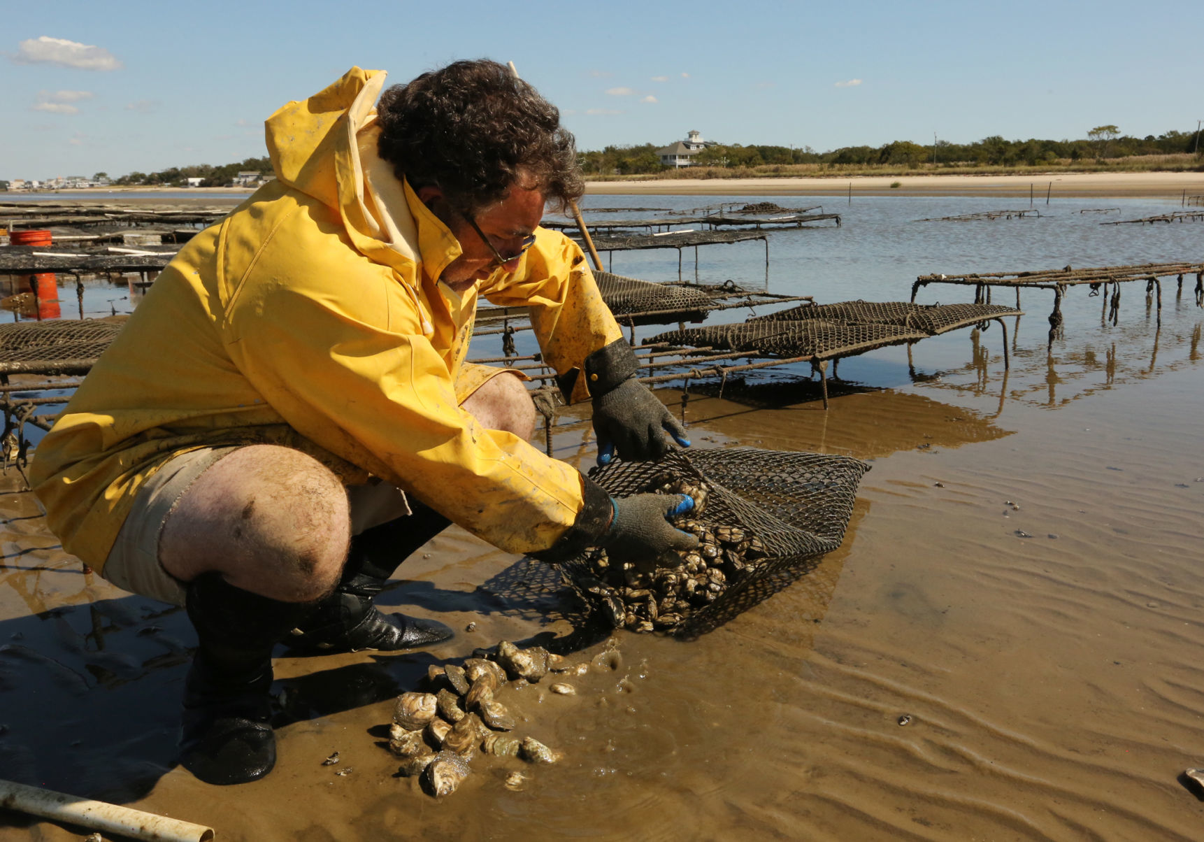 Delaware Bay Oyster Farming